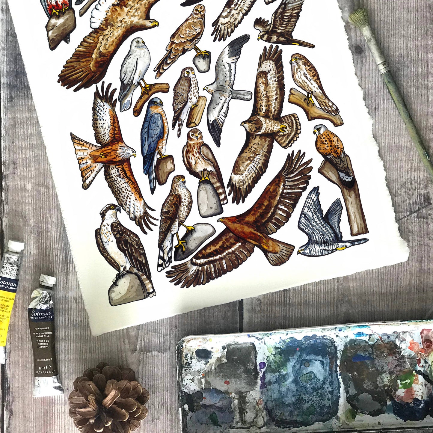 'Birds of Prey of Britain' Blank Postcard