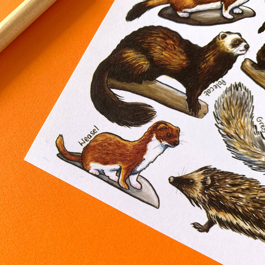 'Medium Mammals of Britain' Blank Postcard