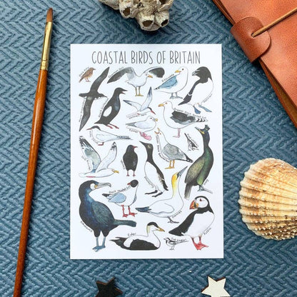 'Coastal Birds of Britain' Blank Postcard