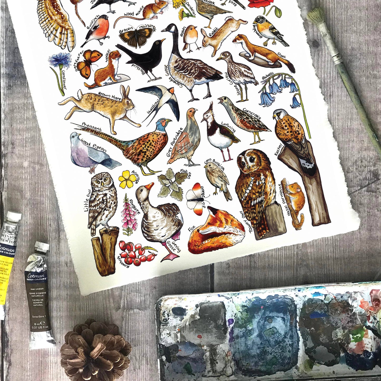 'Farmland Wildlife of Britain' Blank Postcard