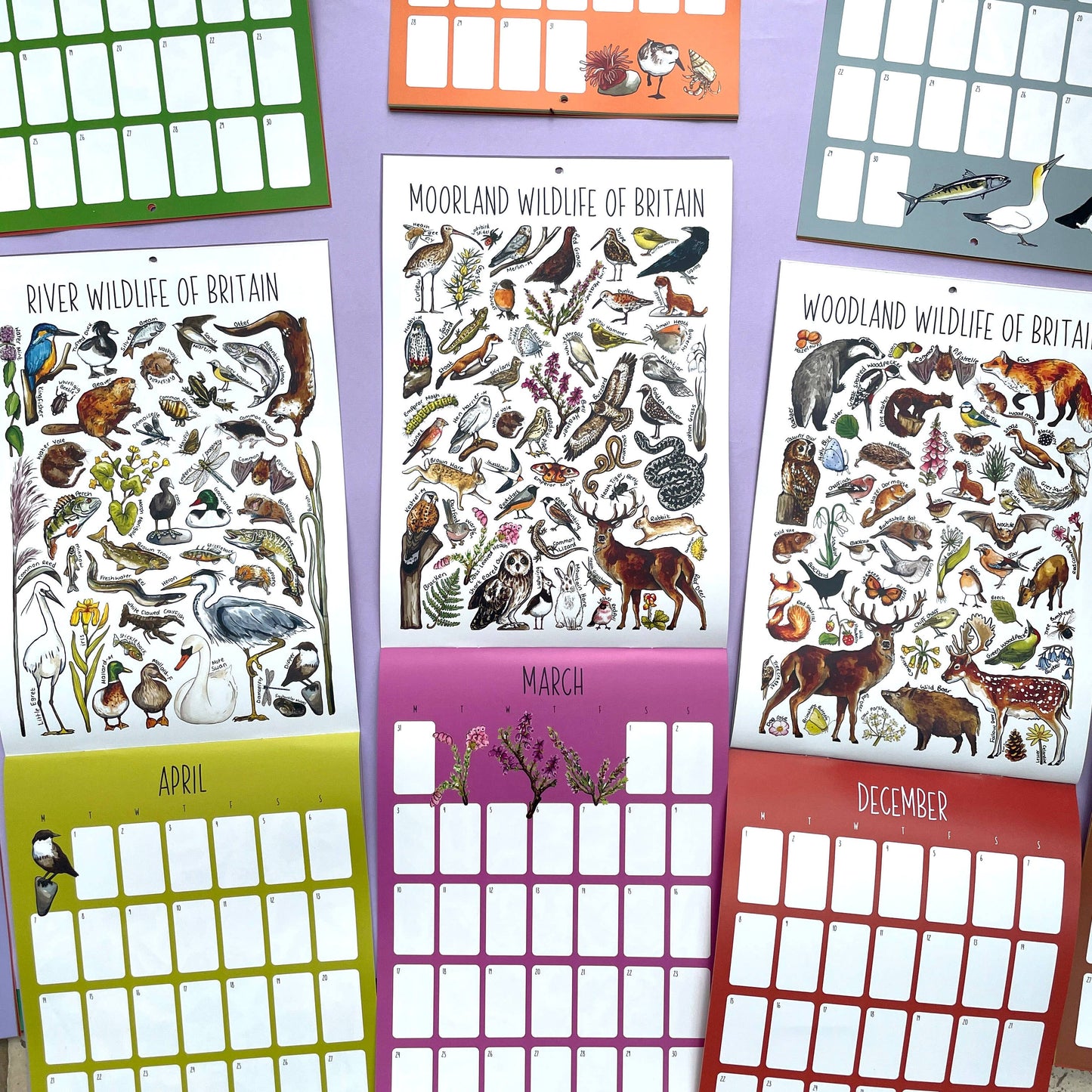 2025 British Wildlife Wall Calendar