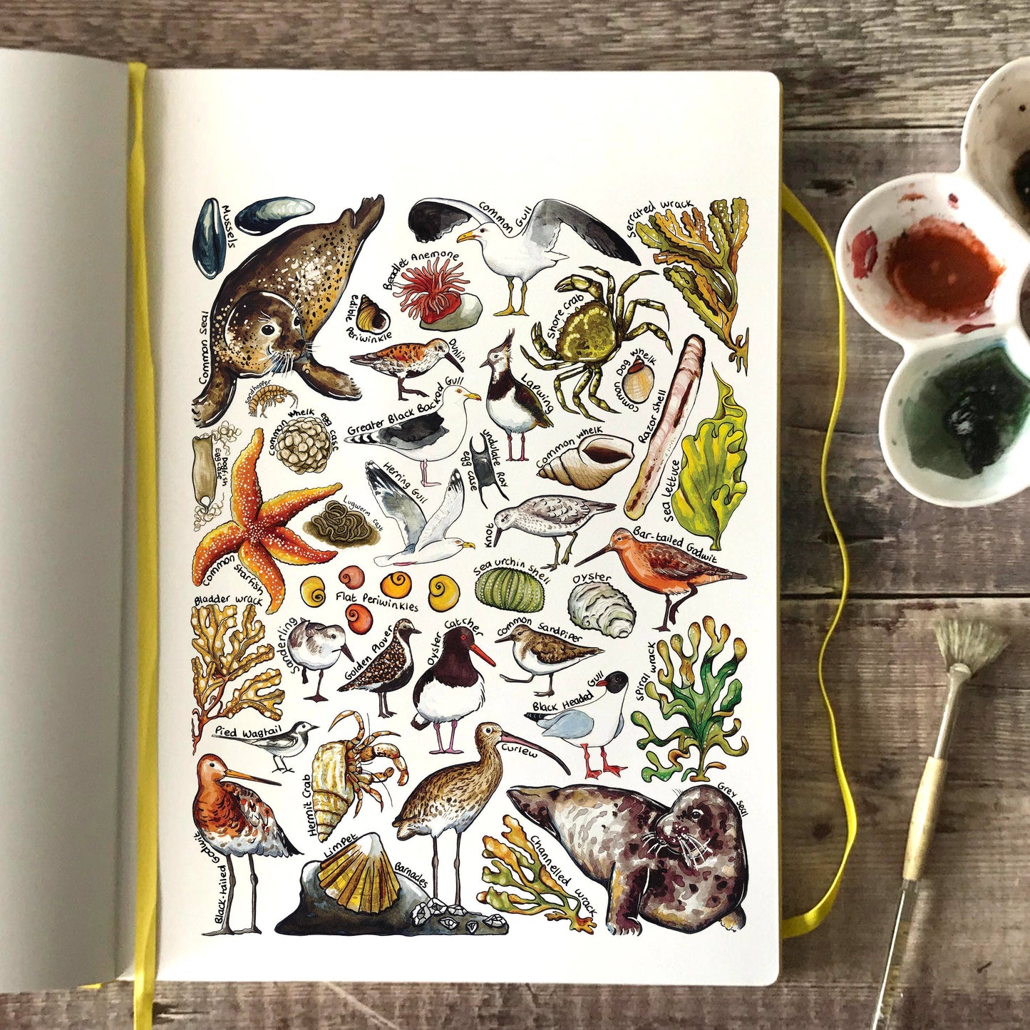 'Beach Wildlife of Britain' Blank Postcard