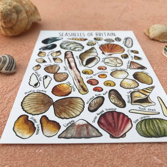 'Seashells of Britain' Blank Postcard