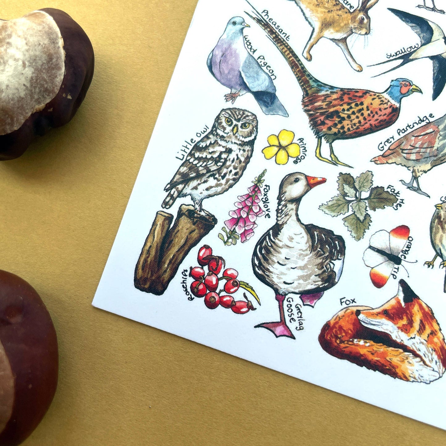 'Farmland Wildlife of Britain' Blank Postcard