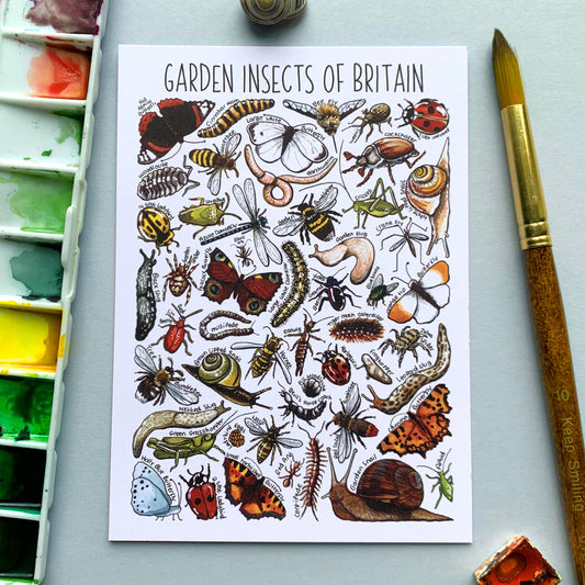 'Garden Insects of Britain' Blank Postcard