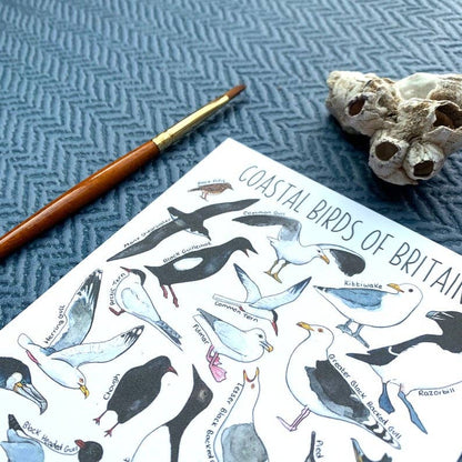 'Coastal Birds of Britain' Blank Postcard