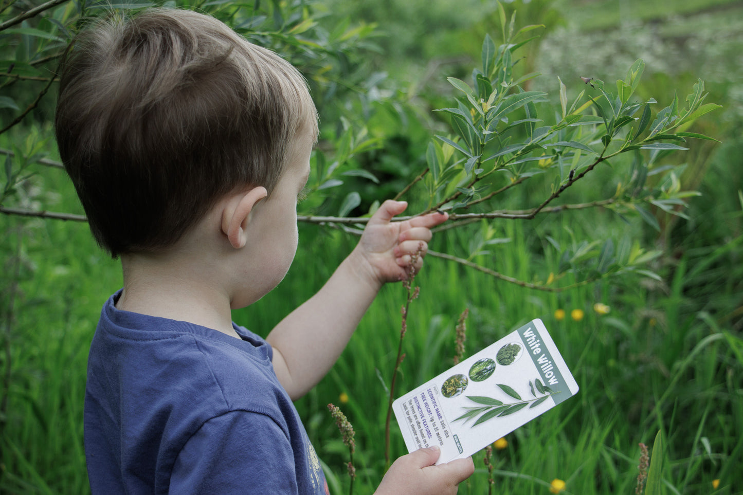 Trees And Leaves In The UK - ID Cards