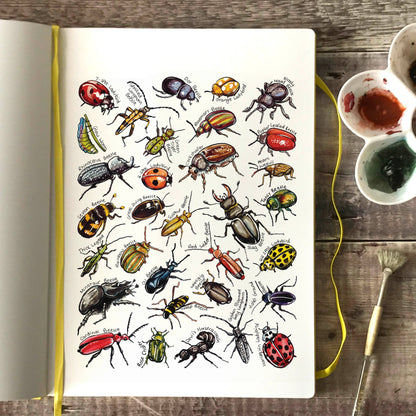 'Beetles of Britain' Blank Postcard