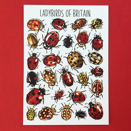 'Ladybirds of Britain' Blank Postcard