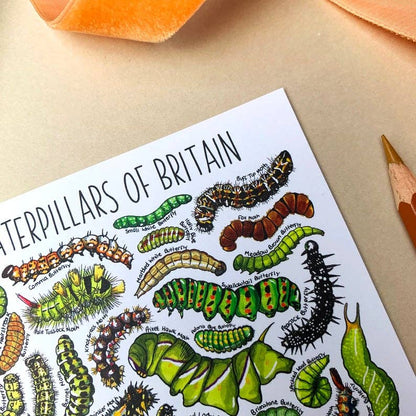 'Caterpillars of Britain' Blank Postcard