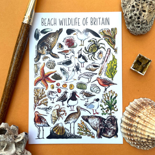 'Beach Wildlife of Britain' Blank Postcard