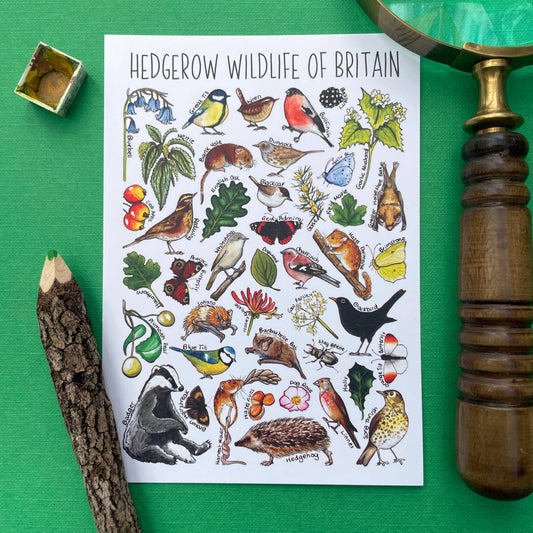 'Hedgerow Wildlife of Britain' Blank Postcard