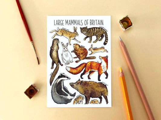 'Large Mammals of Britain' Blank Postcard