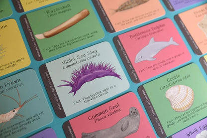 Amazing British Coastline ID Cards