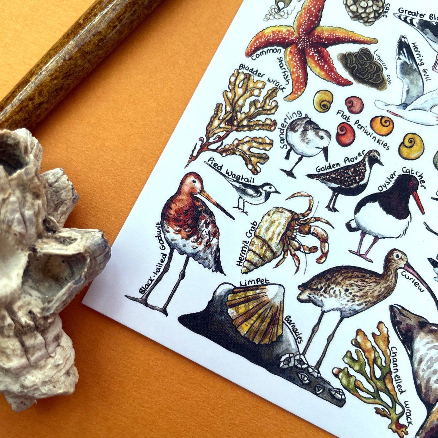 'Beach Wildlife of Britain' Blank Postcard