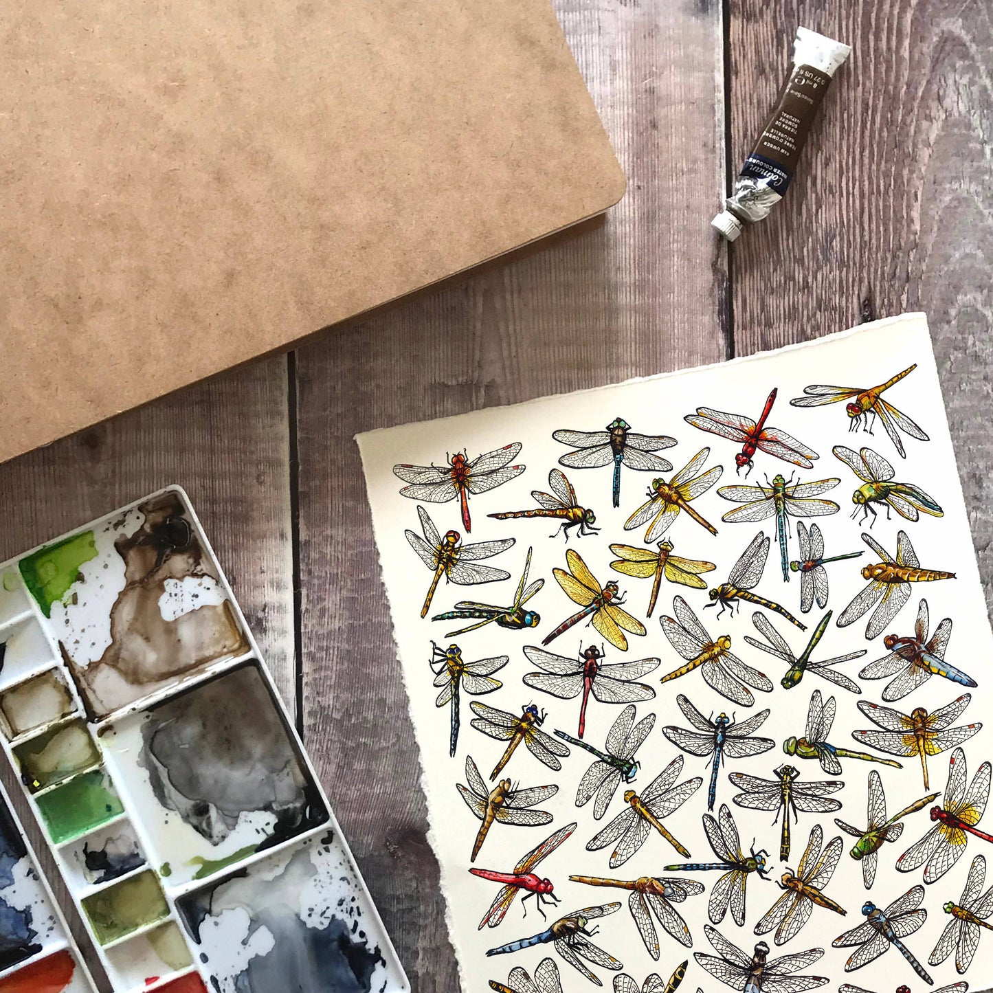 'Dragonflies of Britain' Blank Postcard