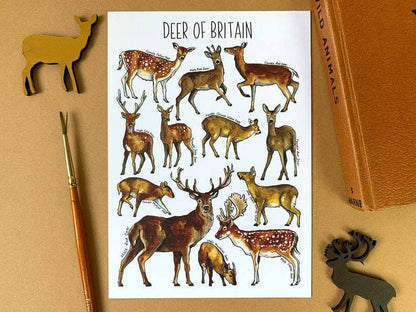 'Deer of Britain' Blank Postcard