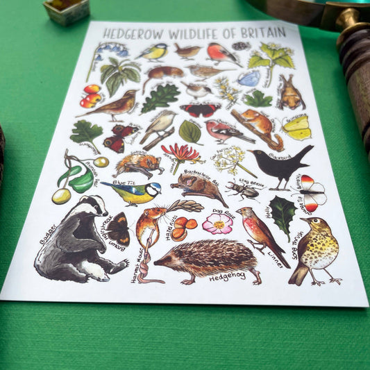 'Hedgerow Wildlife of Britain' Blank Postcard